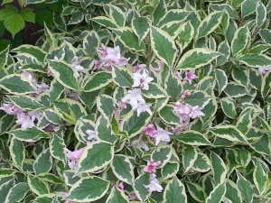 Вейгела Гибридная 'Nana Variegata'