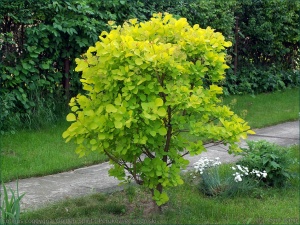 Скумпия кожевенная 'Golden Spirit'