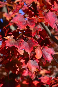 Клен красный 'Autumn Flame'  (о/с 6-8 200-300 см, ком)