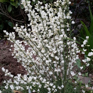 Ракитник ранний 'Albus'