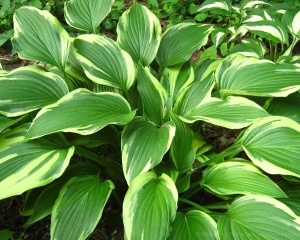 Хоста 'Abiqua Moonbeam'