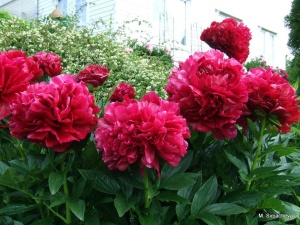 Пион молочноцветковый 'Red Sarah Bernhardt' (Fiona) (С3)