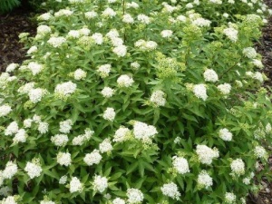 Спирея Японская 'Albiflora'