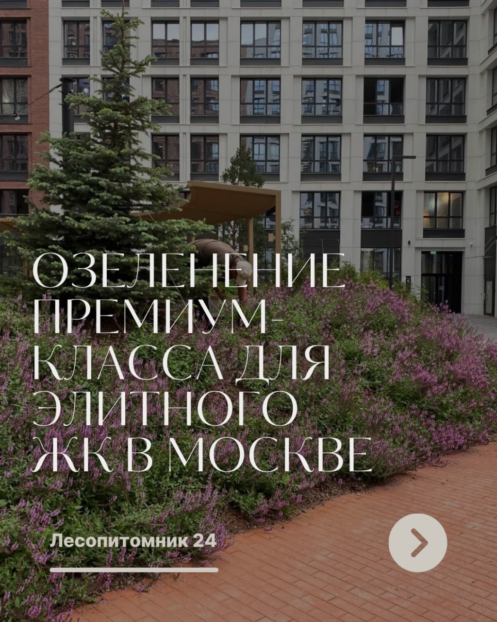 Озеленение премиум-класса для элитного ЖК в Москве Озеленение премиум-класса для элитного ЖК в Москве