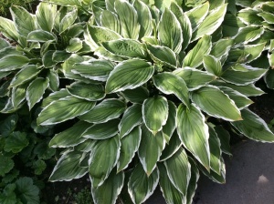 Хоста 'Undulata Albomarginata'