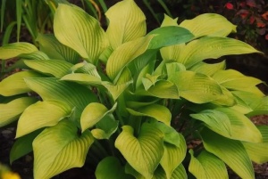 Хоста 'Gold Regal'