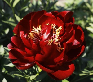 Пион Молочноцветковый 'Buckeye Belle'