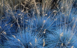 Овсяница сизая 'Blue' (С5)