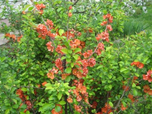 Живая изгородь: Айва Orange Trail 10 шт