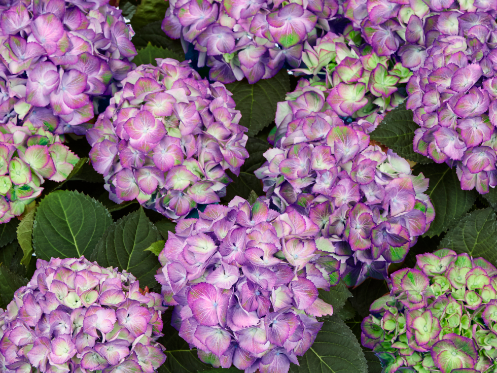 Гортензия крупнолистная Tabletensia Purple С23  