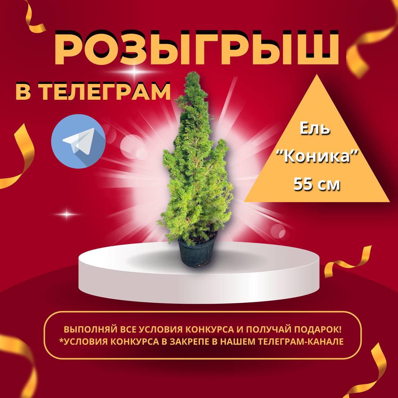 Розыгрыш Ели Коника 55 см! Спеши участвовать в нашем телеграм канале!