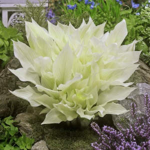 Хоста 'White Feather'