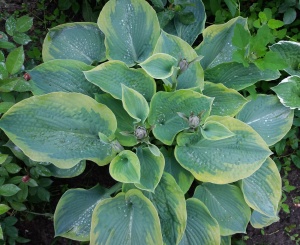 Хоста 'Alvatine Taylor'