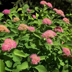 Спирея густоцветковая 'Densiflora'