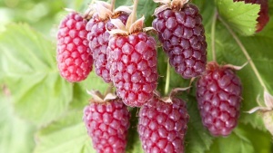Ежемалина 'Loganberry'