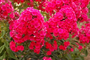 Флокс метельчатый 'Grenadine Dream'