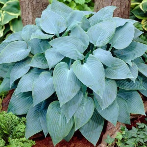 Хоста 'Canadian Blue'