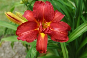 Лилейник 'Double Firecracker' (С3)