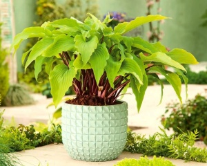 Хоста 'Gooseberry Sundae'