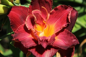 Лилейник 'Burgundy Love' (С3)