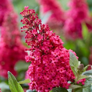 Буддлея Давида 'Candy Little Ruby' (20-25, Р9)