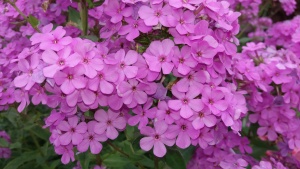 Флокс метельчатый 'Hesperis'