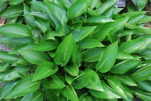 Хоста 'Devon Green'