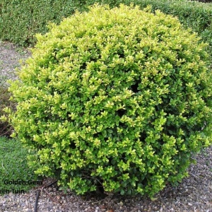 Падуб городчатый 'Green Hedge'
