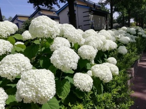 Гортензия древовидная 'Strong Anabel'