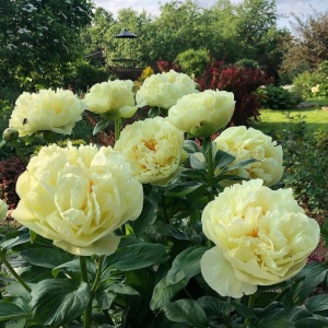 Пион 'Lemon Chiffon'