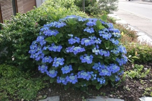 Гортензия крупнолистная  'Blaumeise'