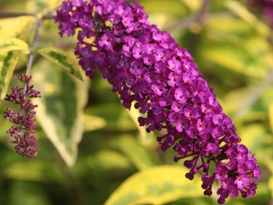 Буддлея Давида 'Candy Little Purple' (20-25, Р9)