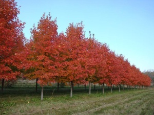 Клен красный 'Summer red'  (о/с 6-8 200-300 см, ком)