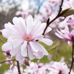 Магнолия Звездчатая 'Rosea'