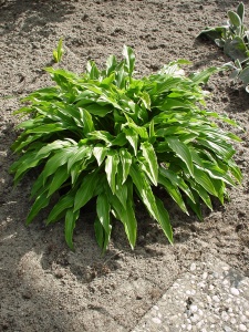 Хоста 'Green Bag'