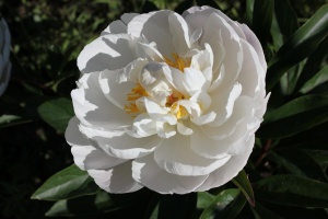 Пион молочноцветковый 'Gardenia'