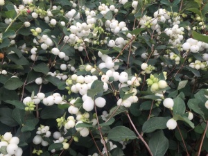 Снежноягодник белый 'White' (С3)