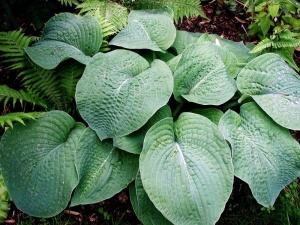 Хоста 'Big Mama'