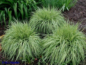 Молиния голубая 'Variegata' (С5)