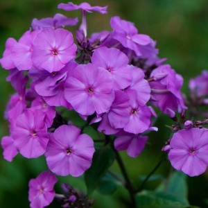 Флокс метельчатый 'Amethyst'