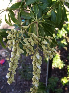 Пиерис обильноцветущий floribunda