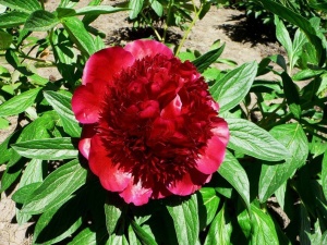 Пион 'Red Spider' (С3)