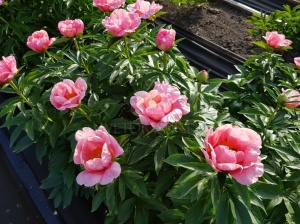 Пион 'Lovely Rose' (С3)