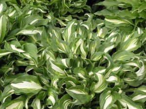 Хоста 'Undulata Mediovariegata'