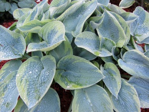 Хоста 'Tokudama Flavocircinalis'
