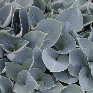 Хоста 'Hadspen Blue'