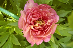 Пион-ИТО 'Old Rose Dandy' (С3)