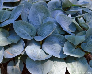Хоста 'Blue Vision'
