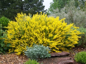 Ракитник ранний 'Golden Sunlight'