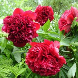 Пион 'Red Charm' (С3)